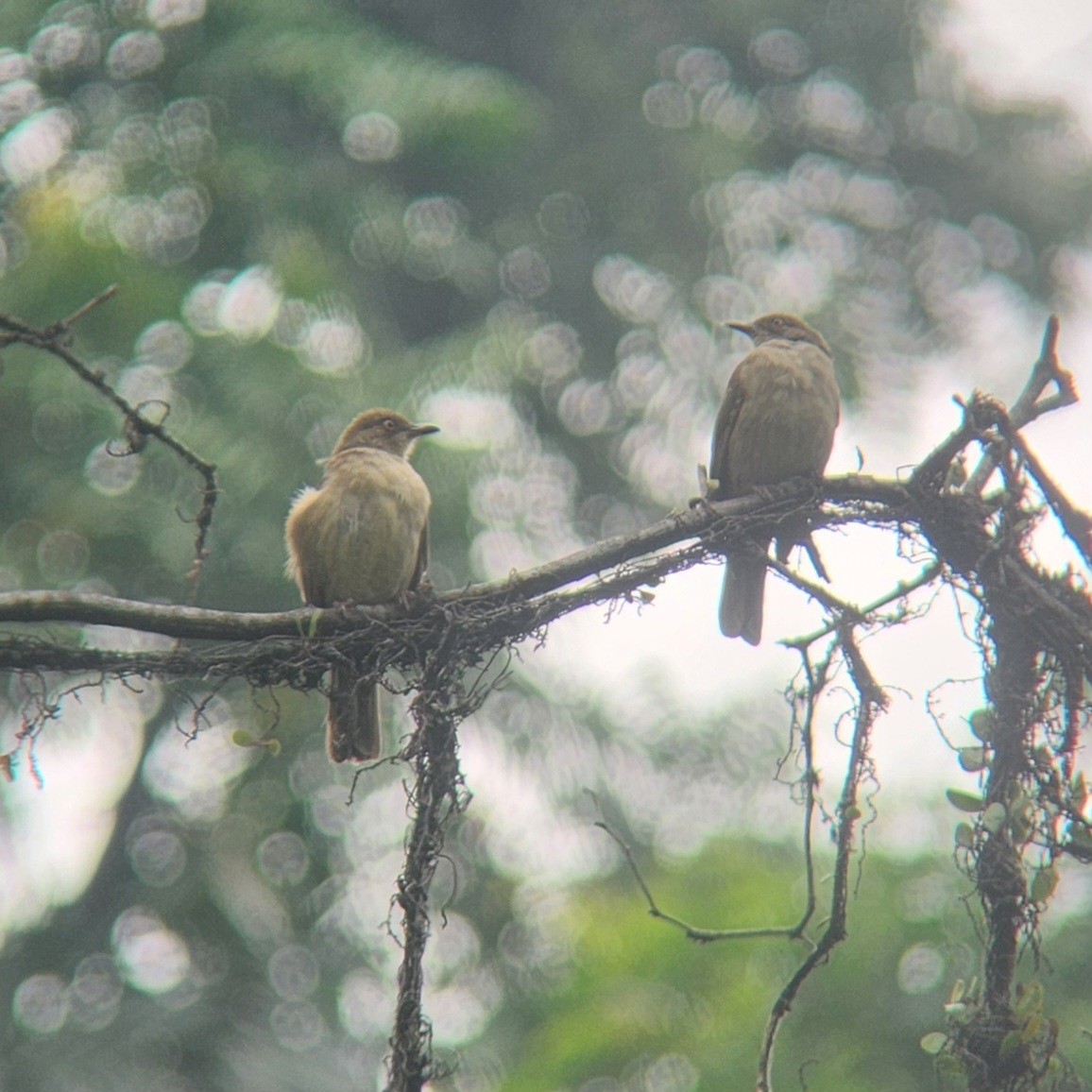 Cream-vented Bulbul - ML622683239