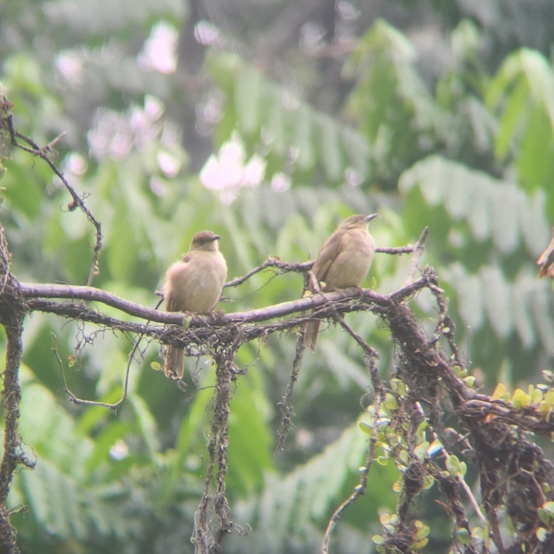 Cream-vented Bulbul - ML622683240