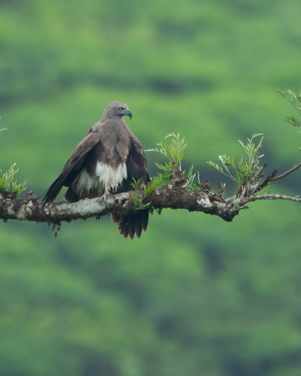 Lesser Fish-Eagle - ML622683257