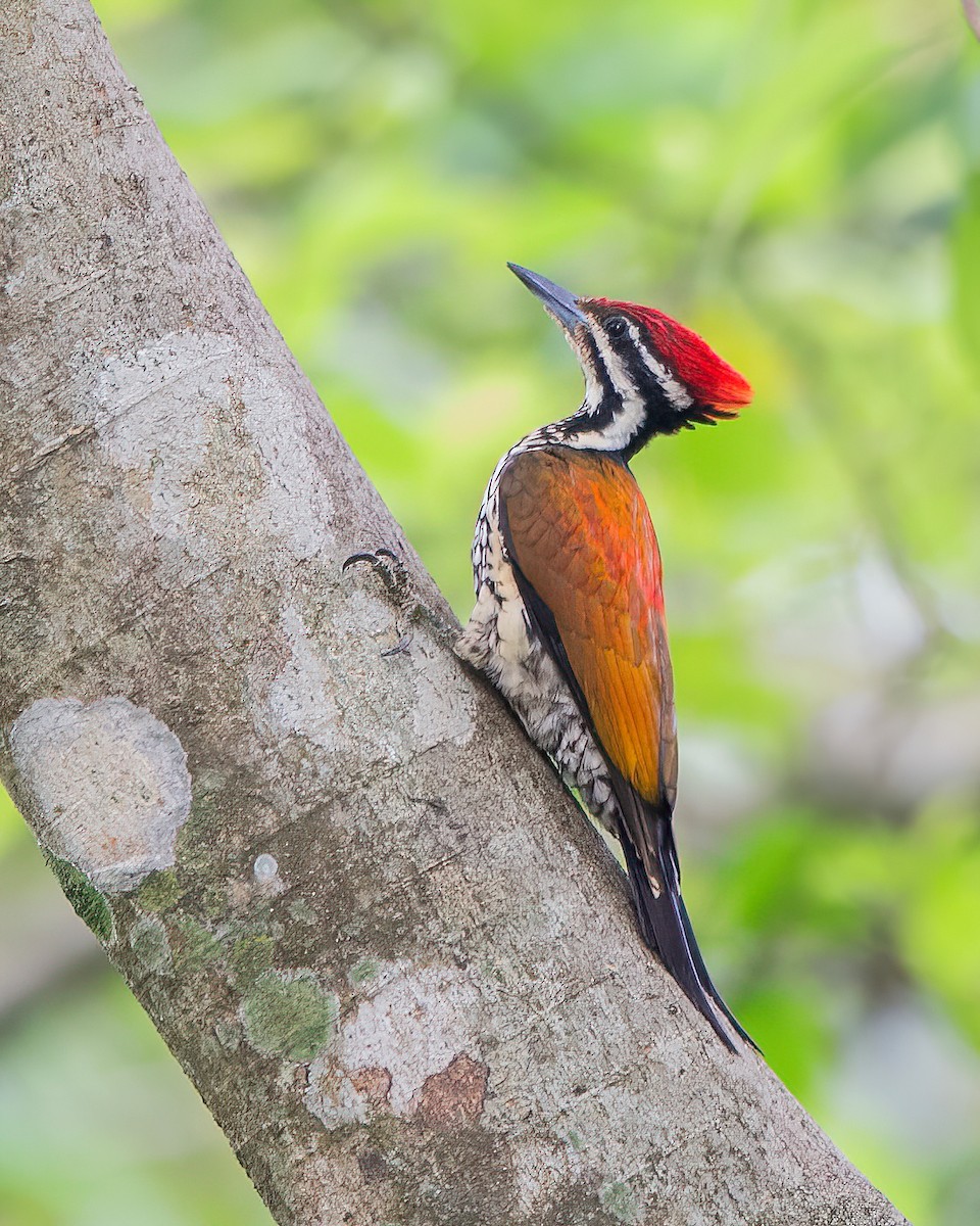 Common Flameback - ML622683279