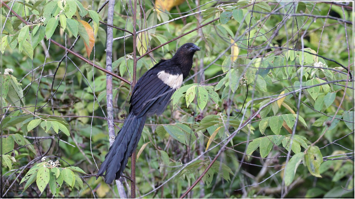 Goliath Coucal - ML622683280