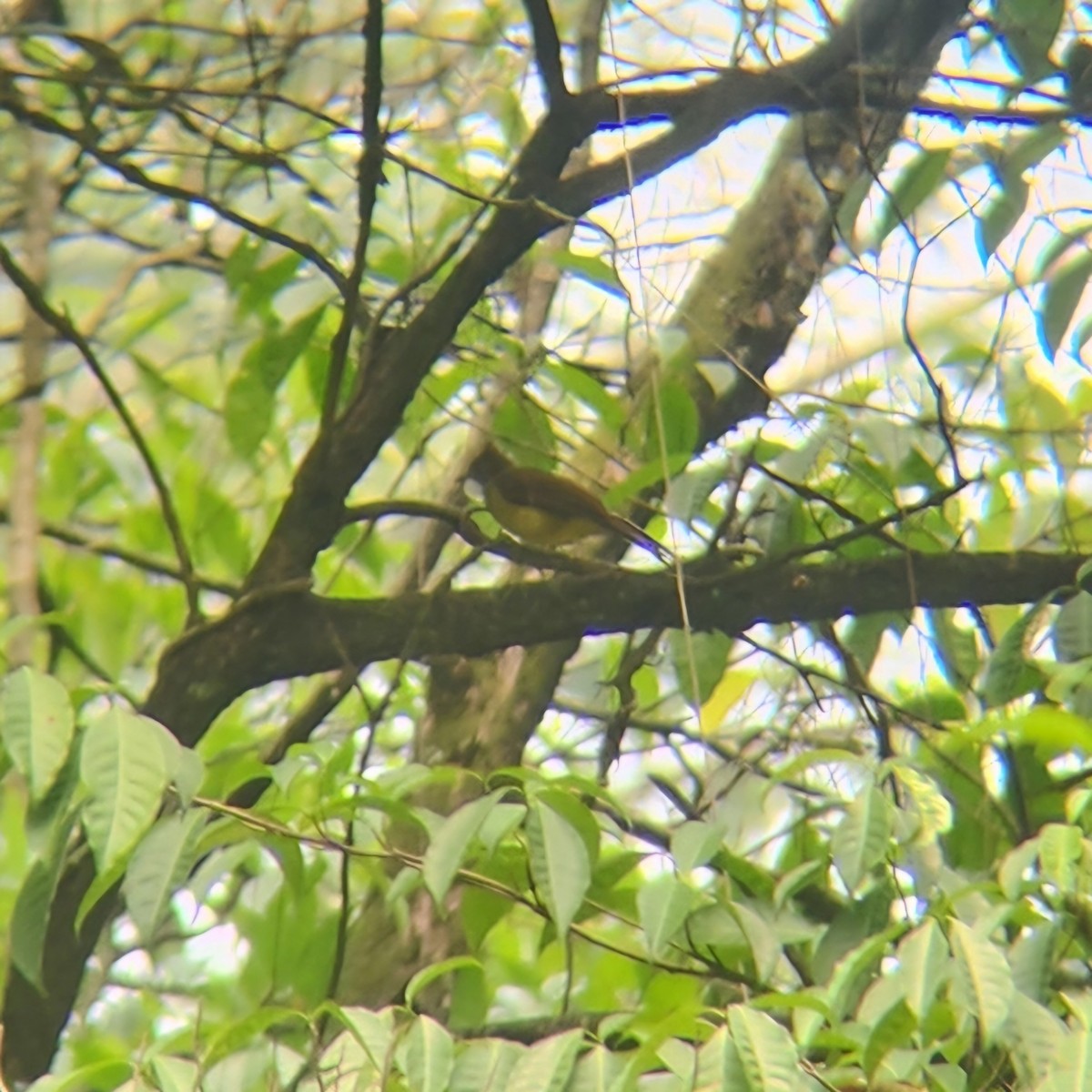 Brown-cheeked Bulbul - ML622683281