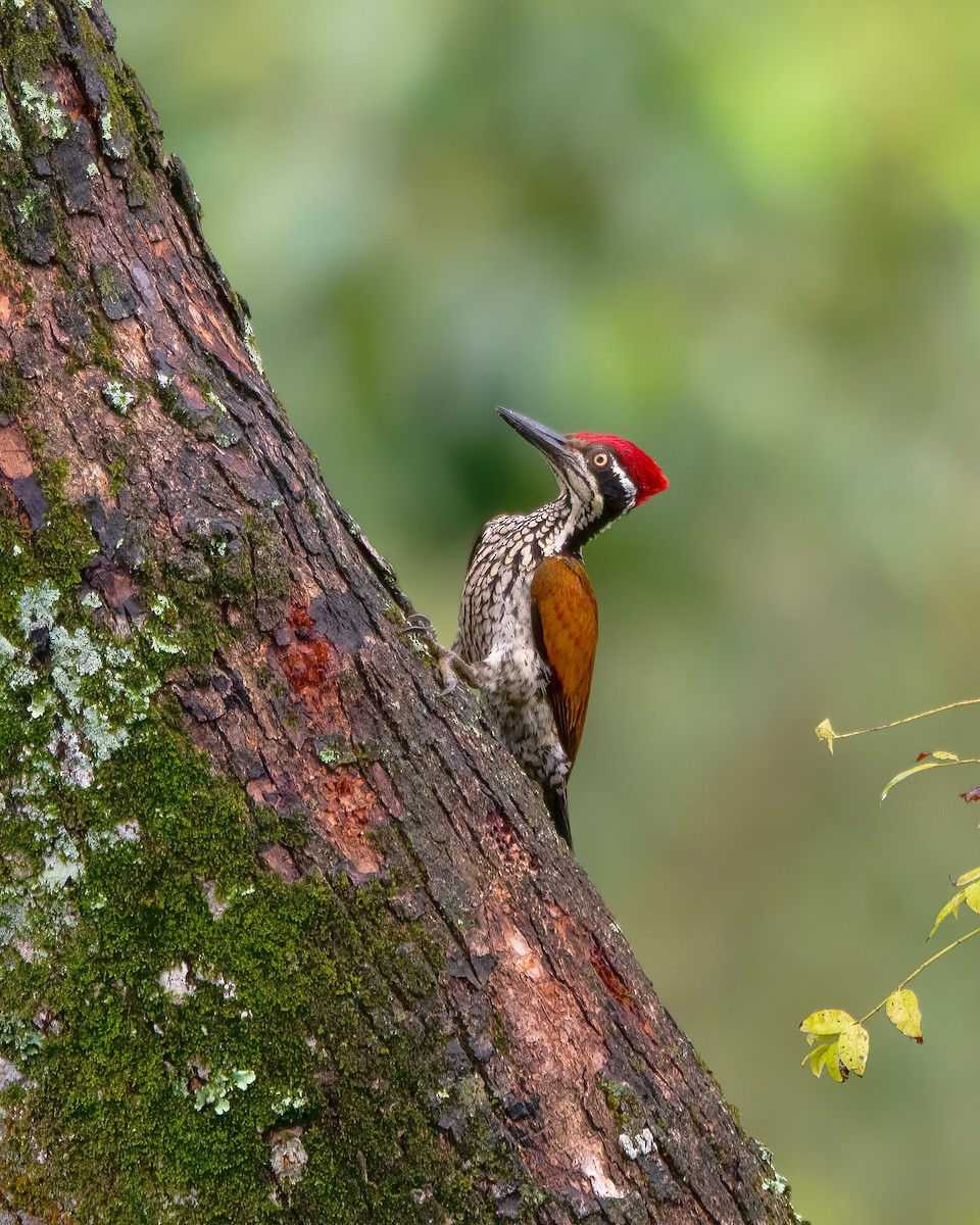 Malabar Flameback - ML622683303