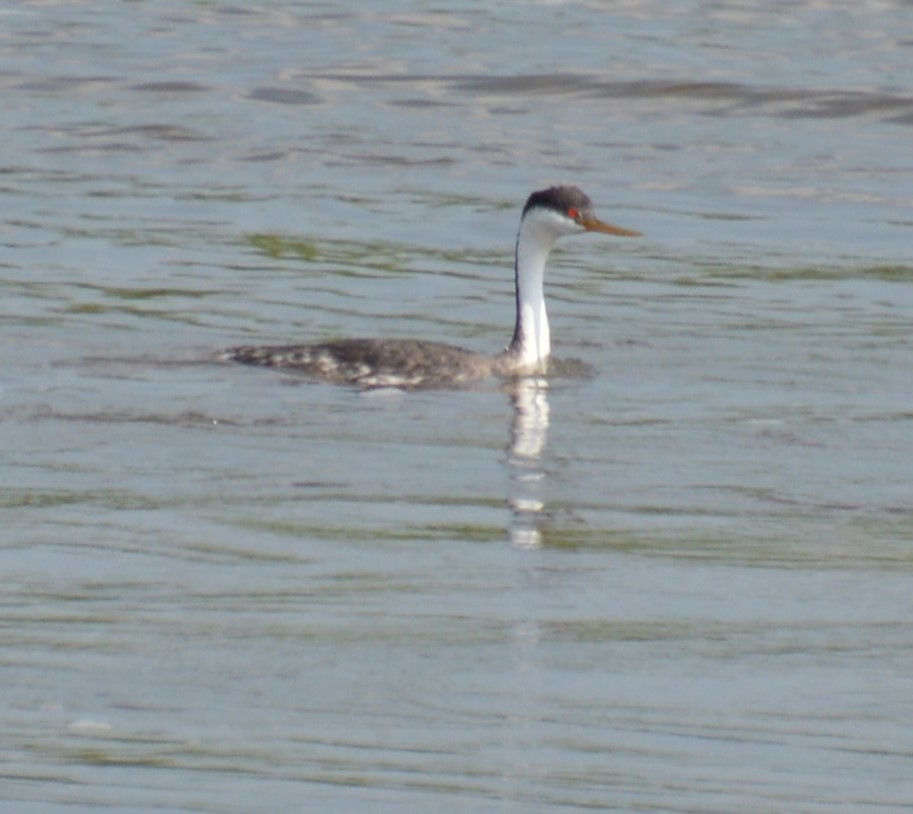 Western Grebe - ML622683371