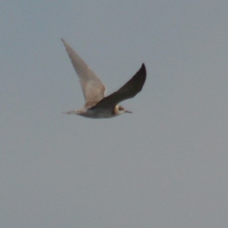 Black Tern - ML622683378