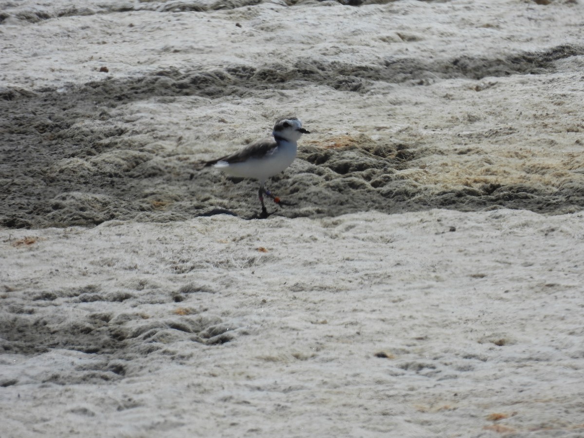 Snowy Plover - ML622683379