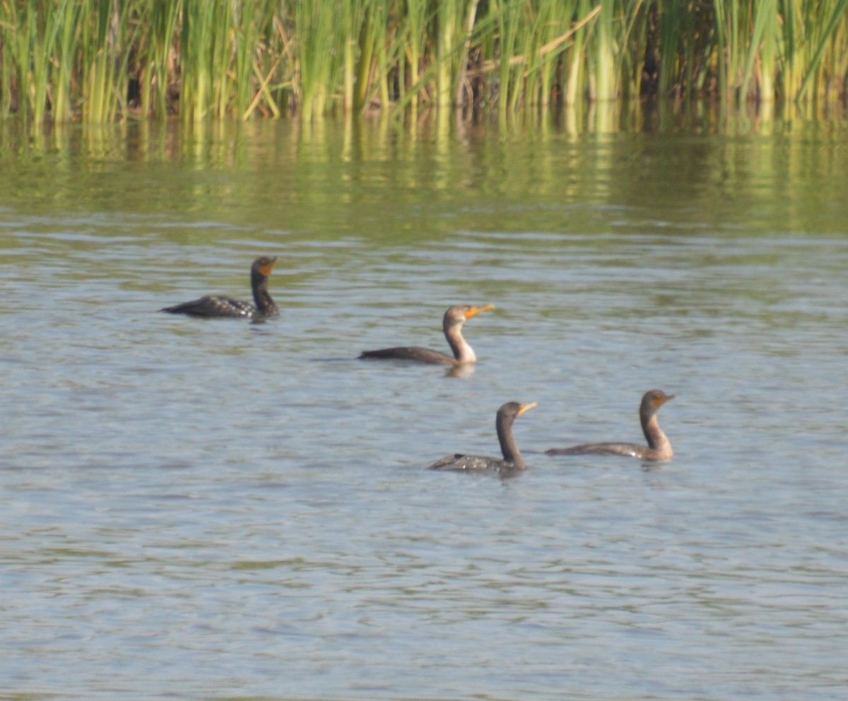 Double-crested Cormorant - ML622683382