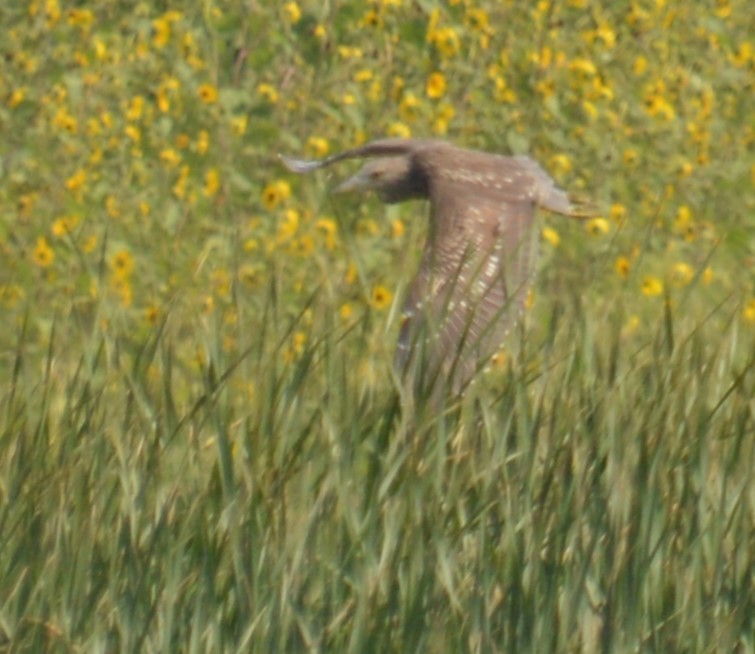 Black-crowned Night Heron - ML622683406