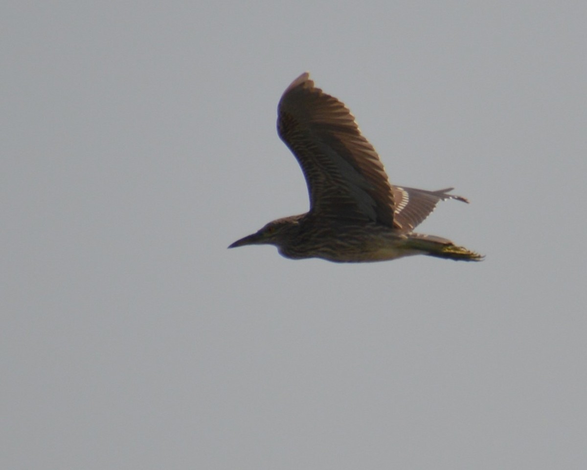 Black-crowned Night Heron - ML622683407