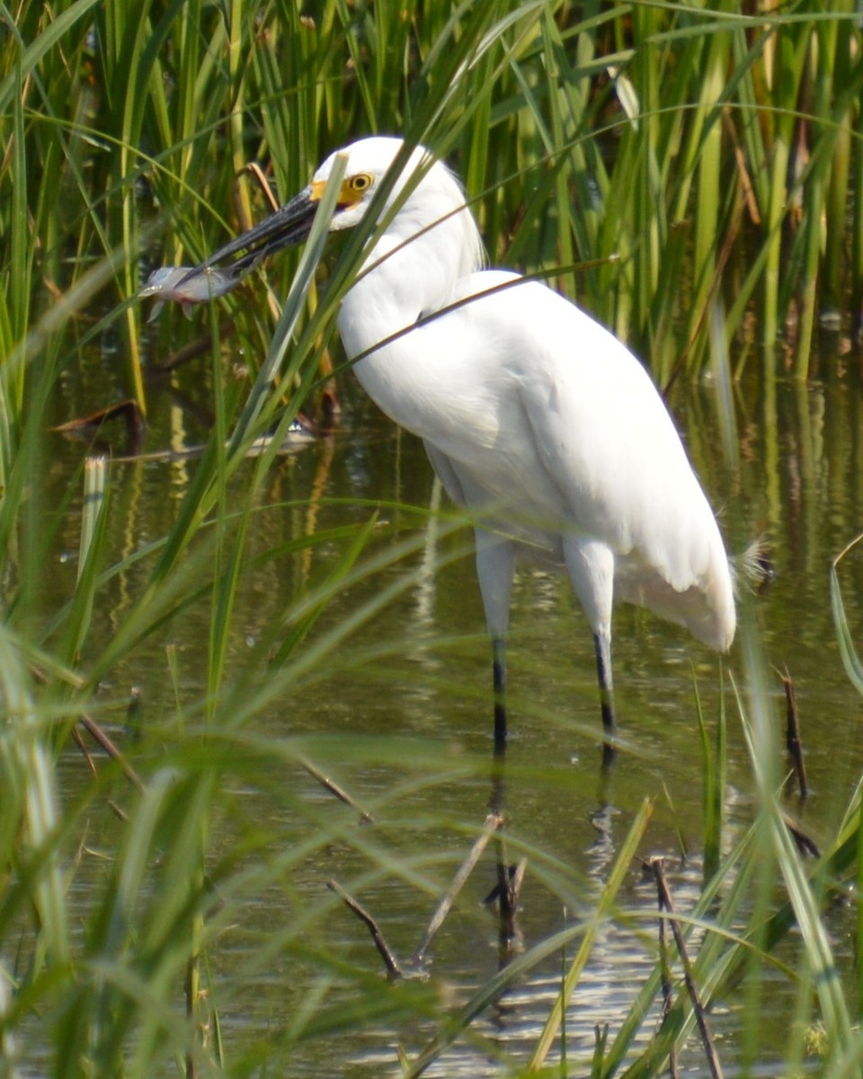 Snowy Egret - ML622683415