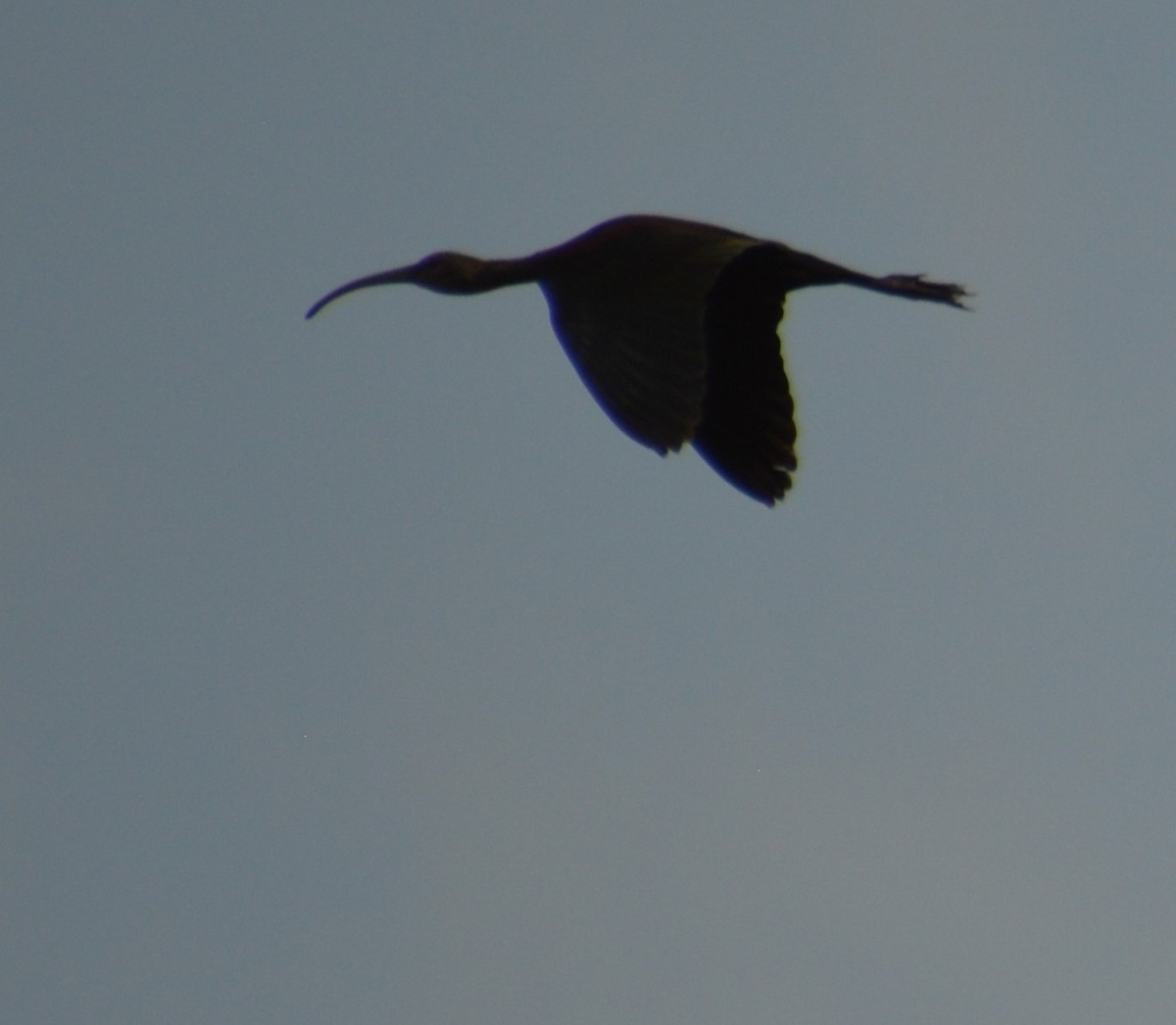 White-faced Ibis - ML622683436