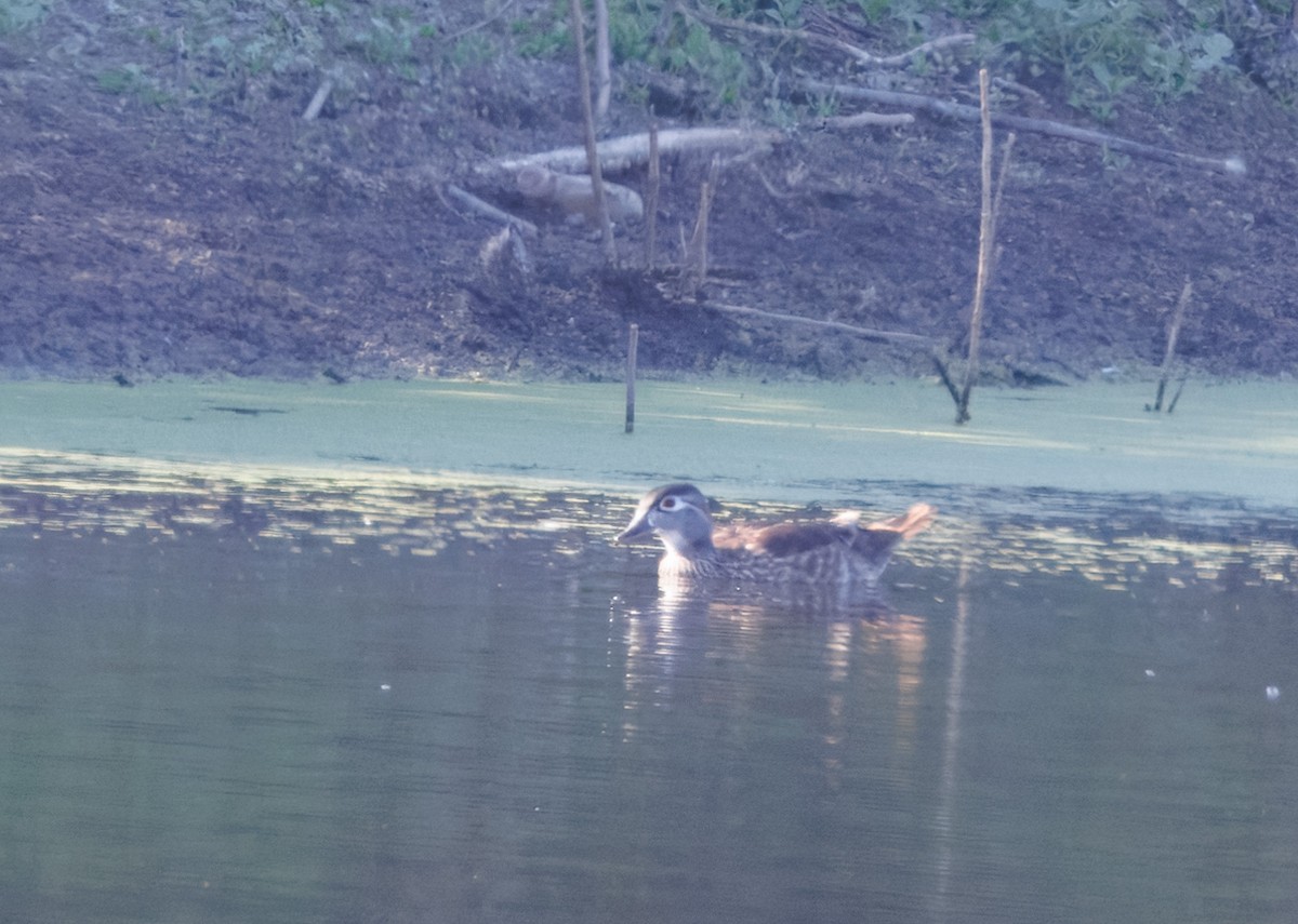 Wood Duck - John Callender