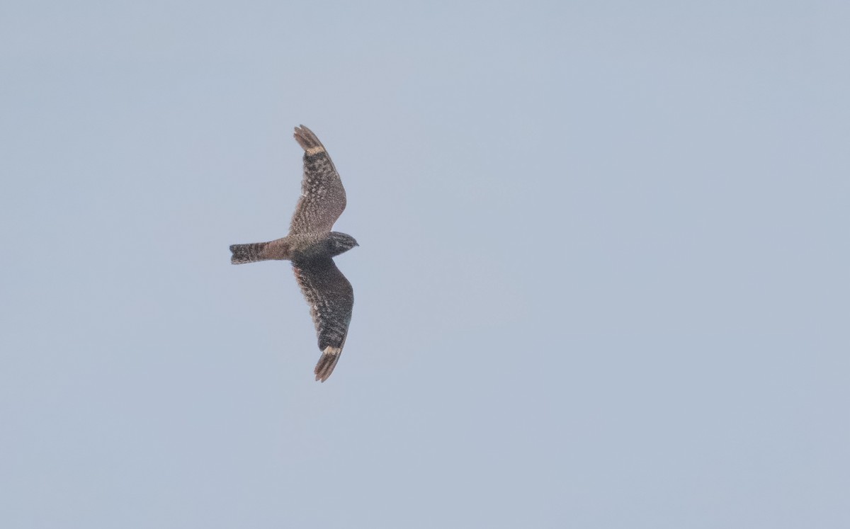 Lesser Nighthawk - John Callender