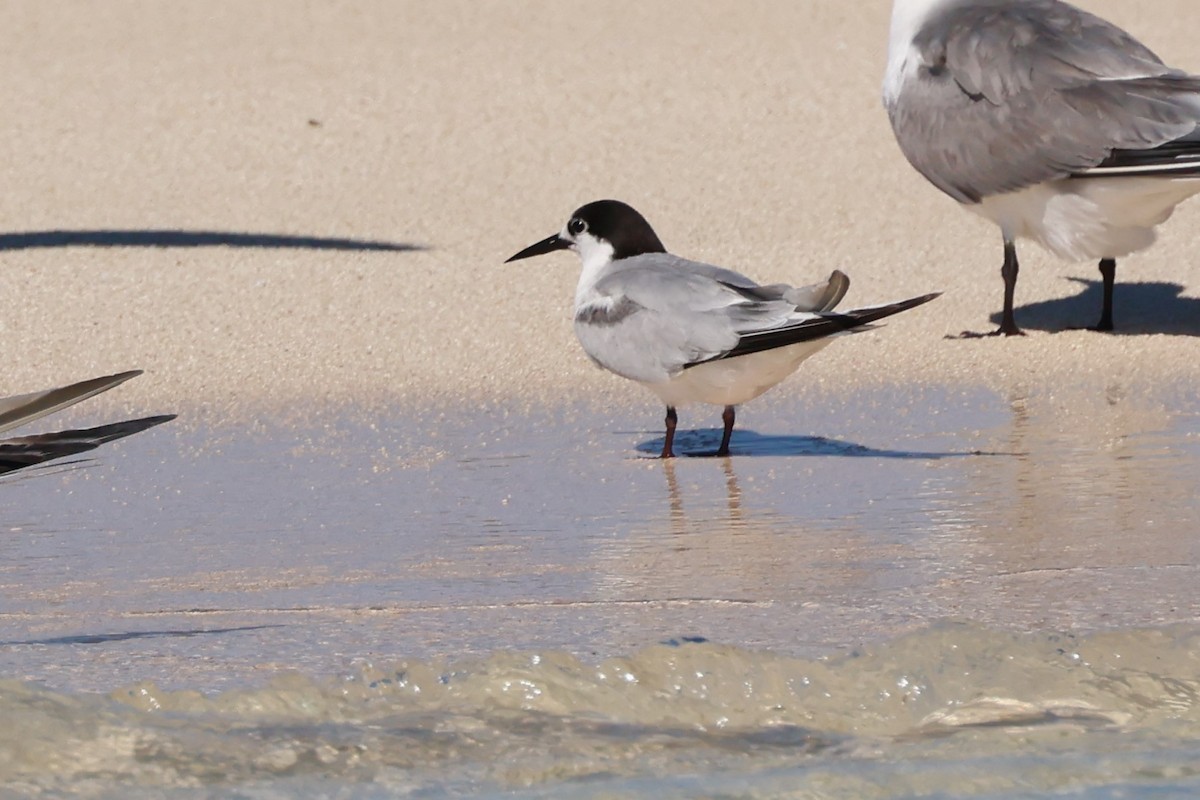 Roseate Tern - Mark and Angela McCaffrey