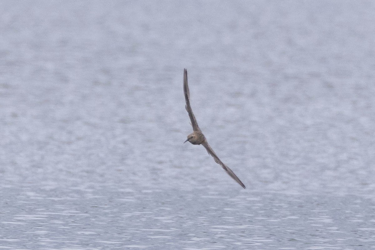 Baird's Sandpiper - County Lister Brendan