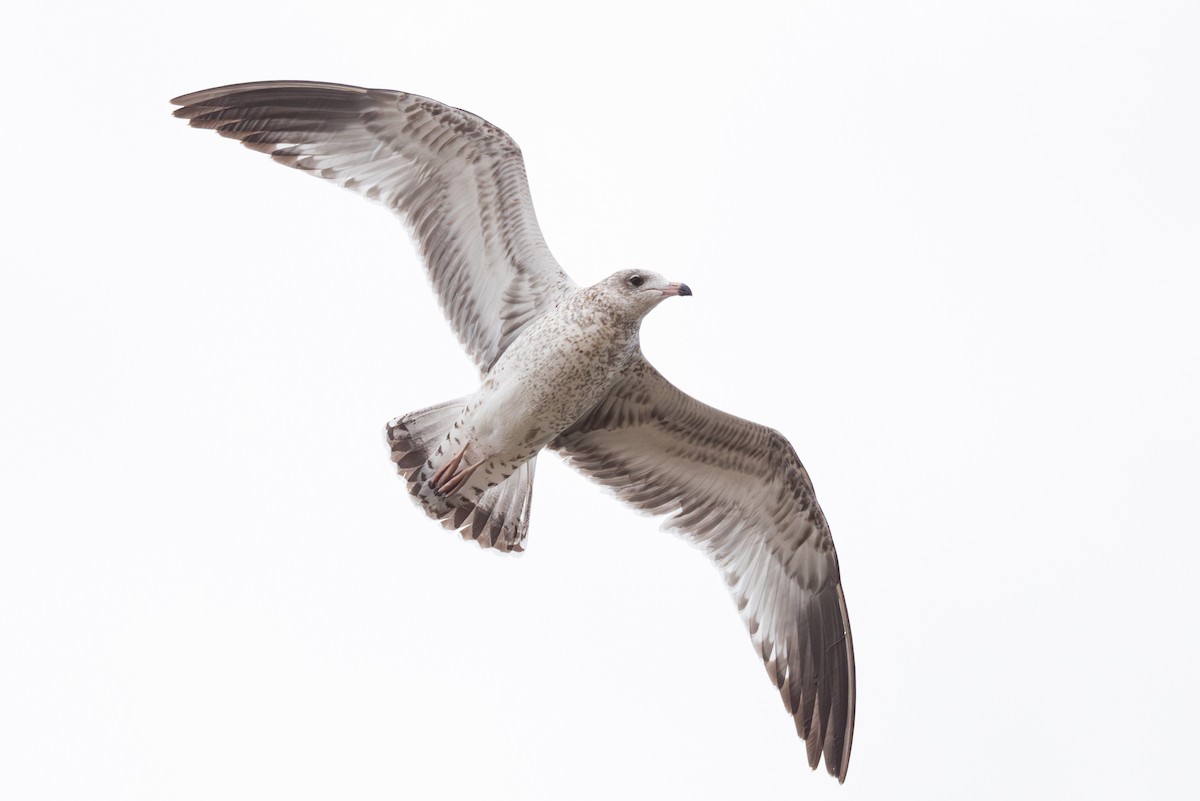 Ring-billed Gull - Mike Thompson