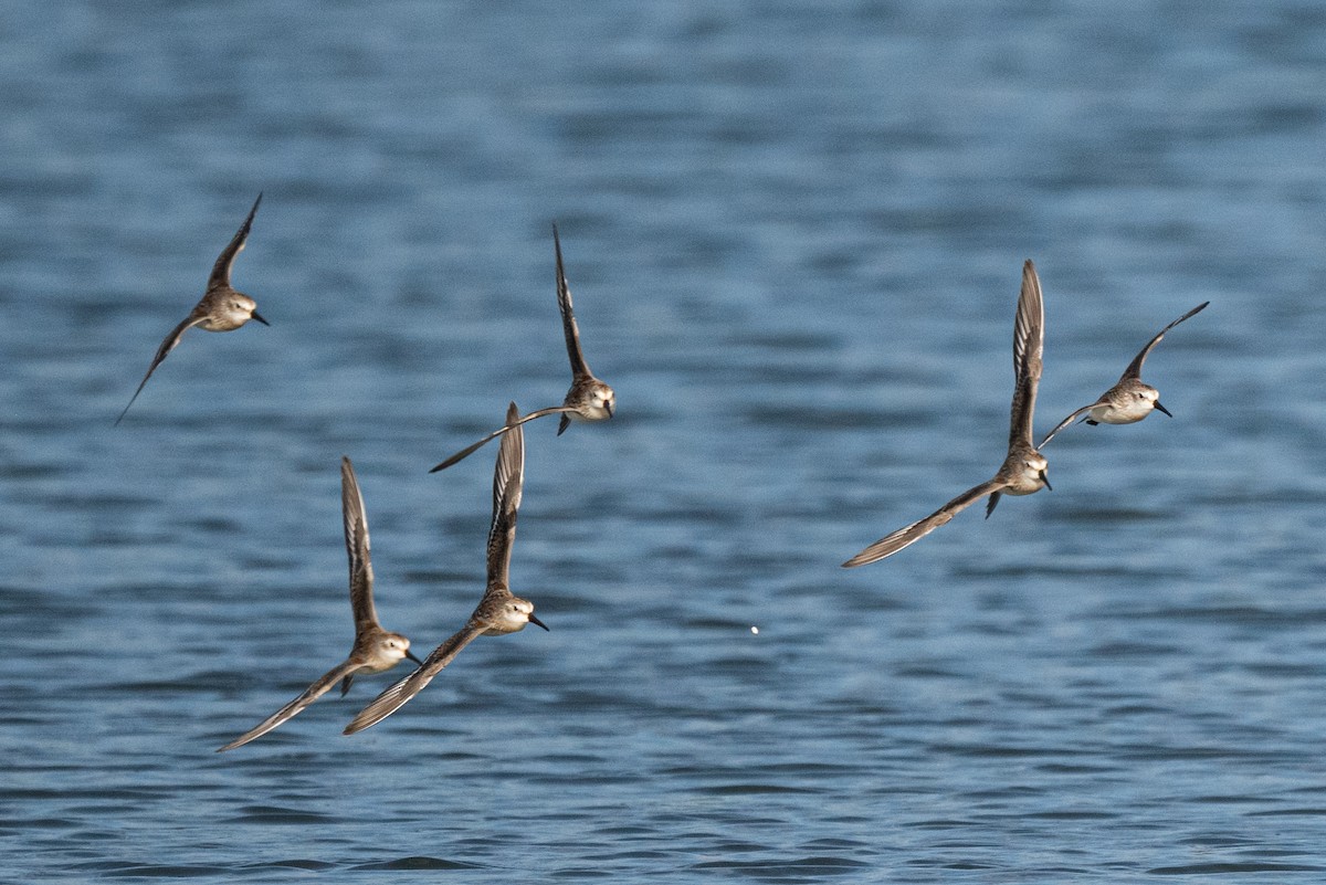 Western Sandpiper - Mike Thompson