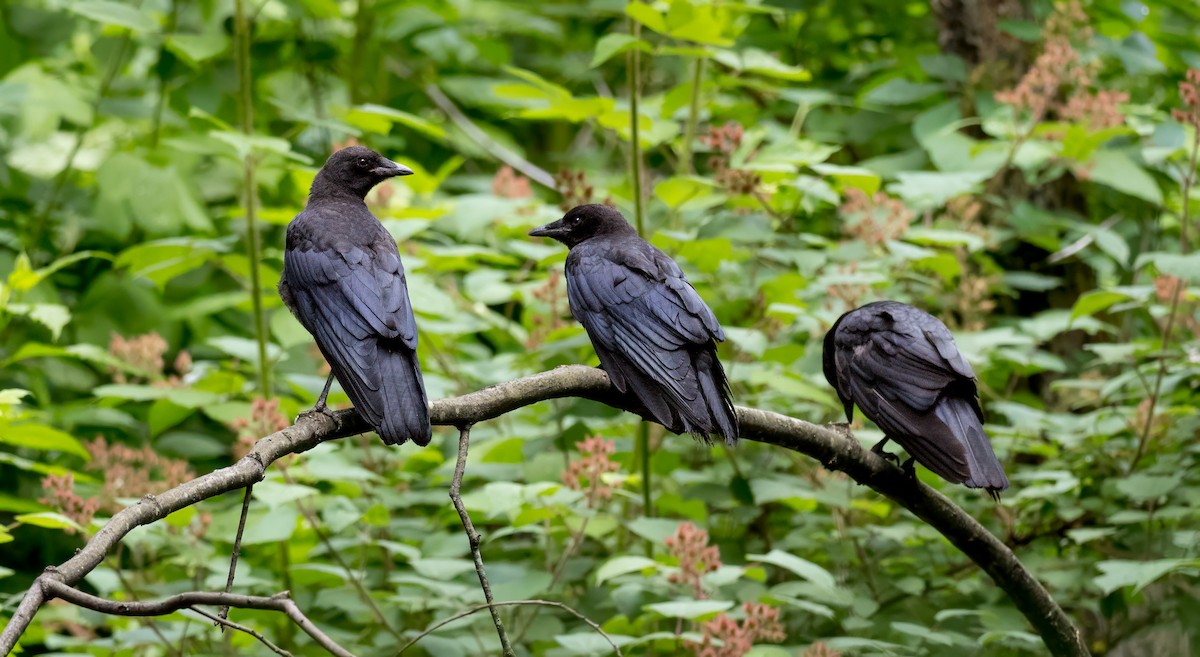 American Crow - ML622683596