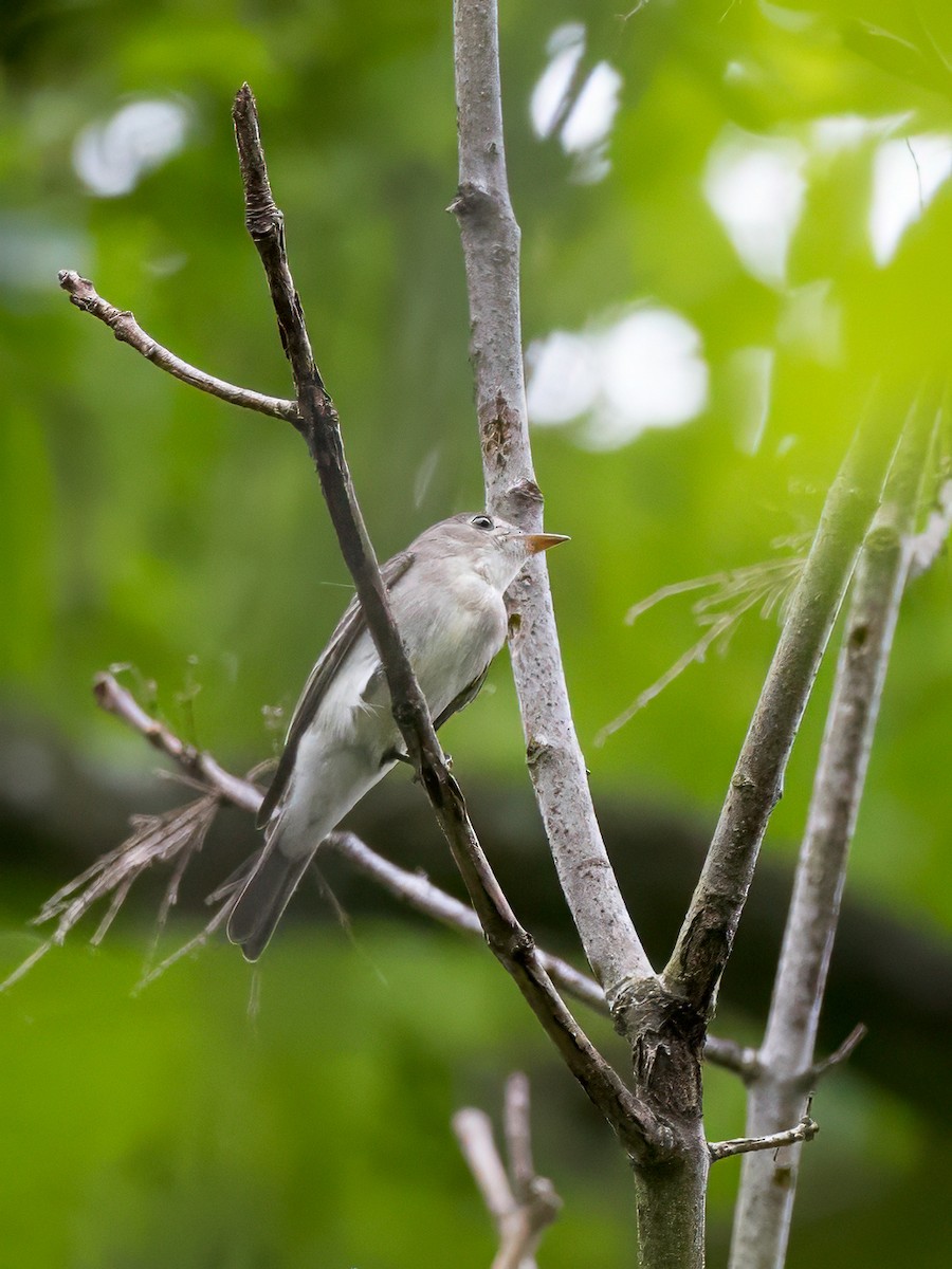 Eastern Wood-Pewee - Anonymous