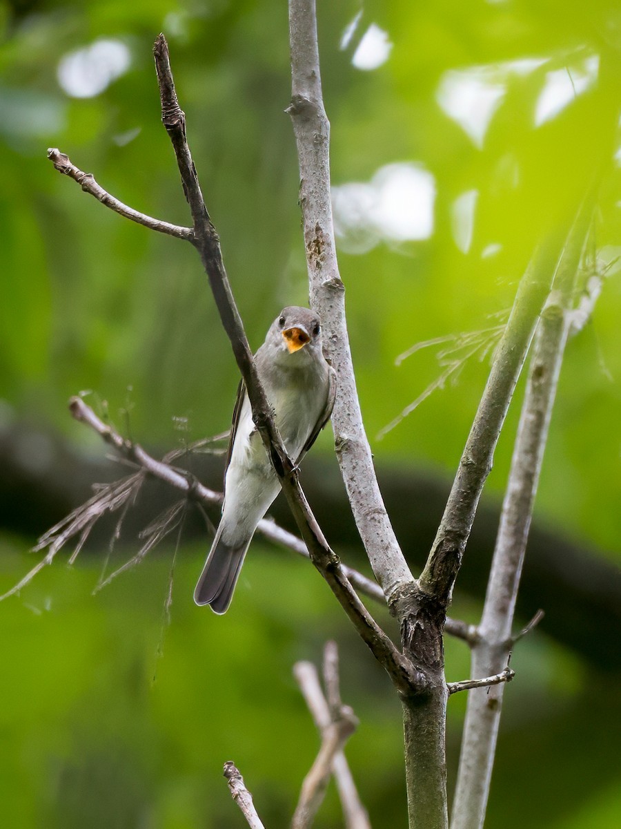 Eastern Wood-Pewee - ML622683599