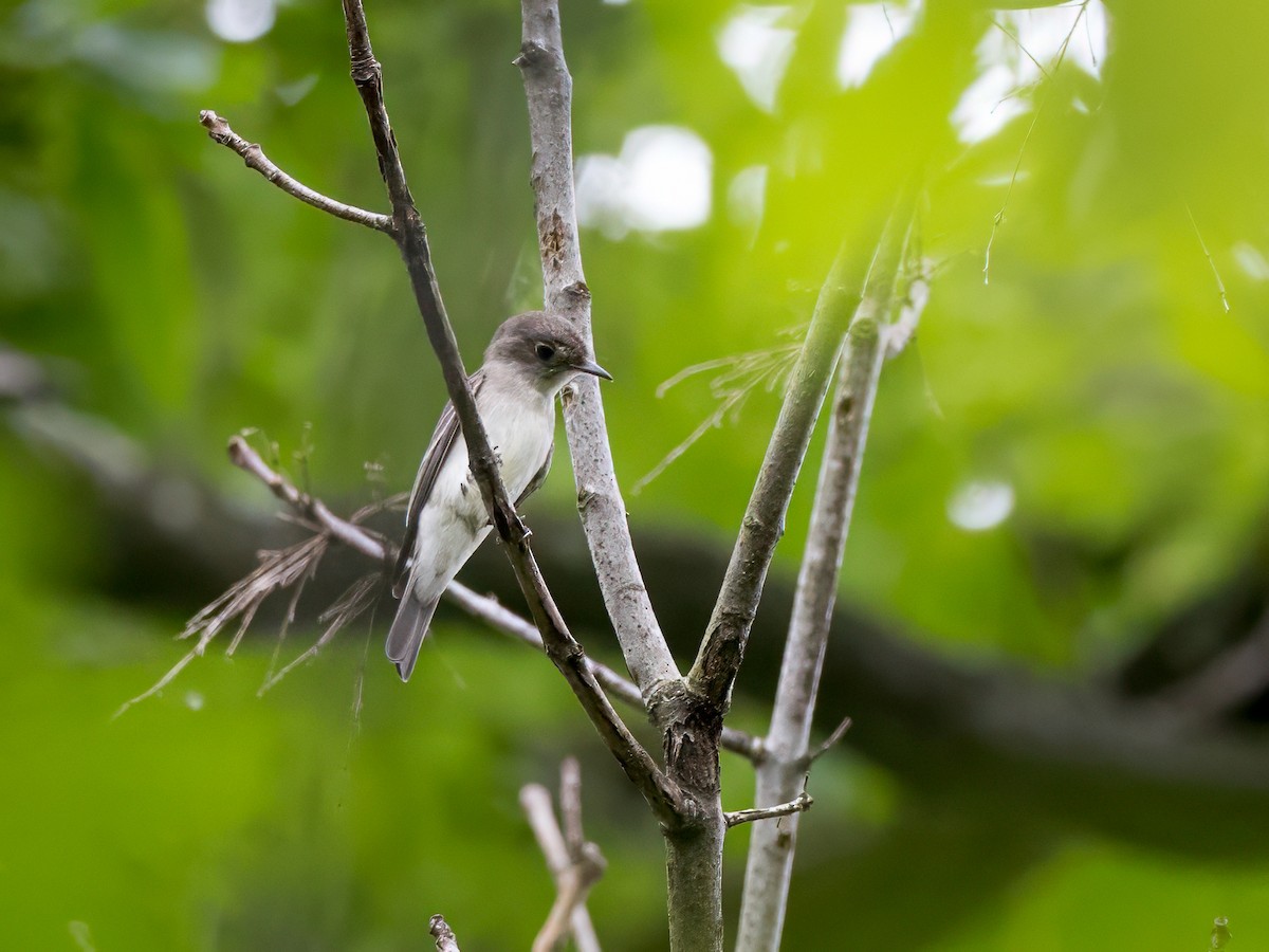 Eastern Wood-Pewee - ML622683600