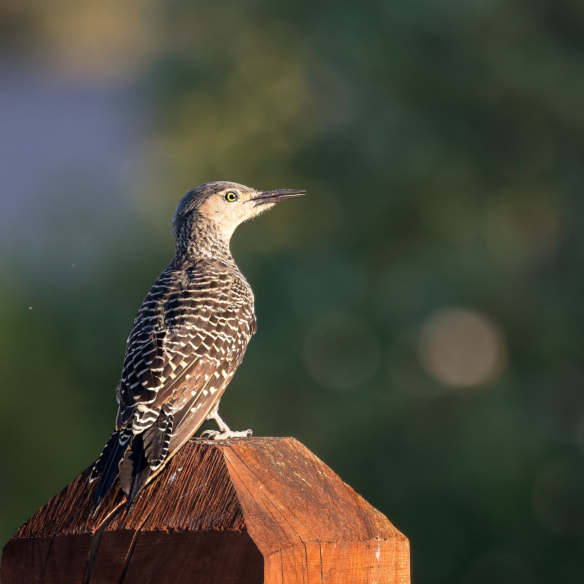 Chilean Flicker - ML622683764