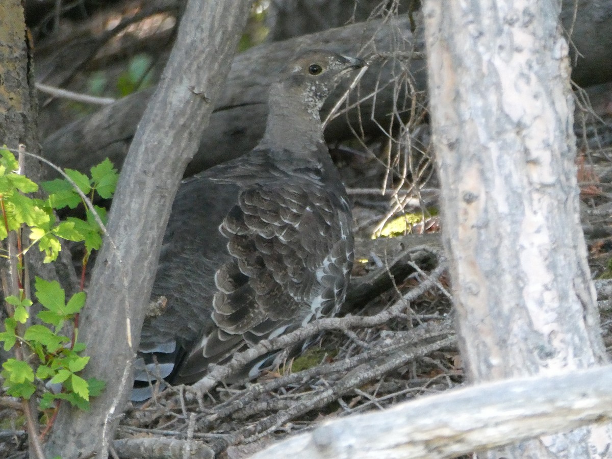 Dusky Grouse - J Joseph