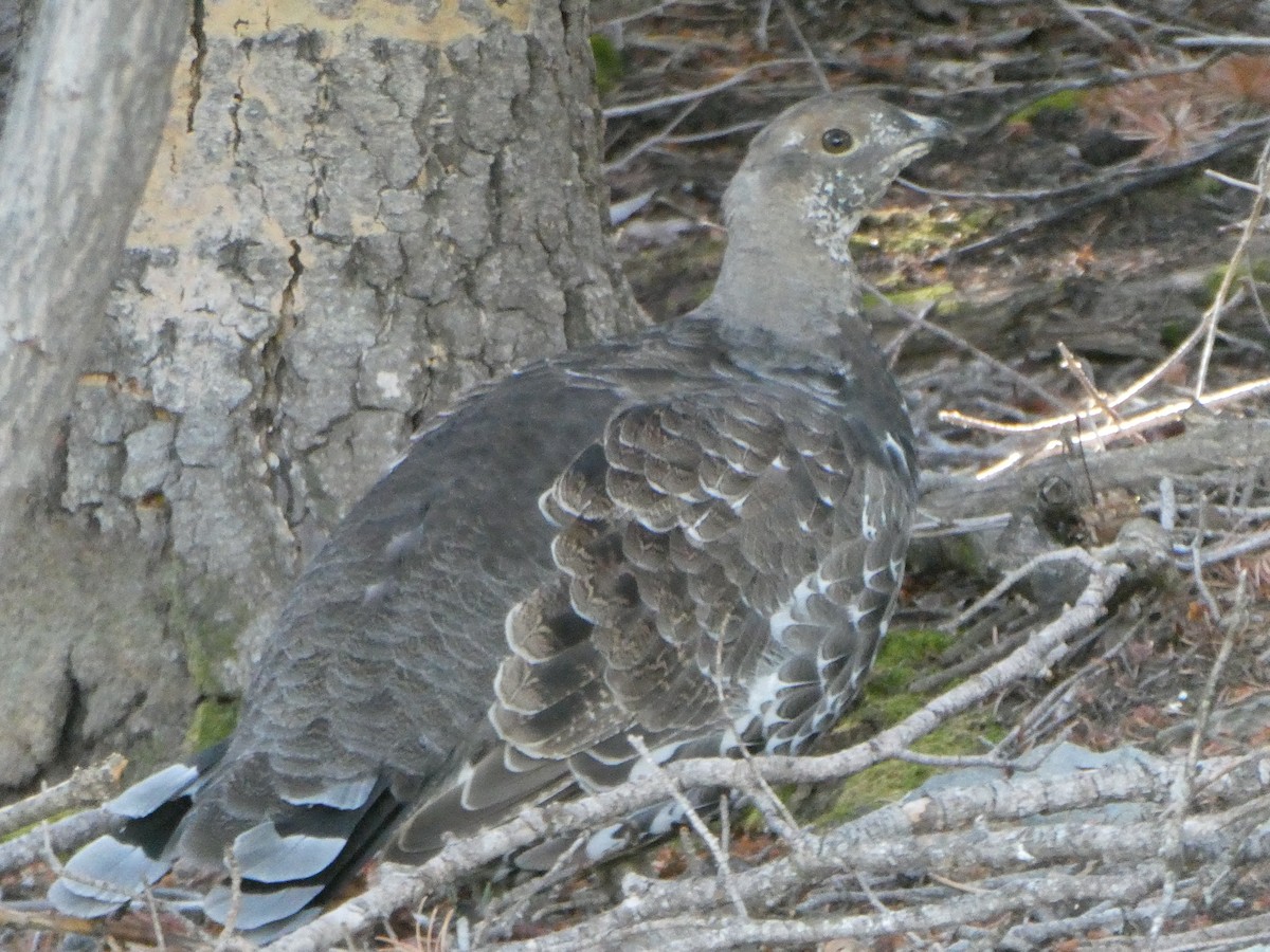 Dusky Grouse - ML622683804