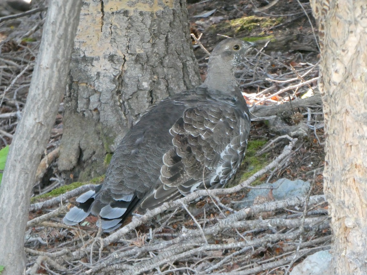 Dusky Grouse - ML622683809