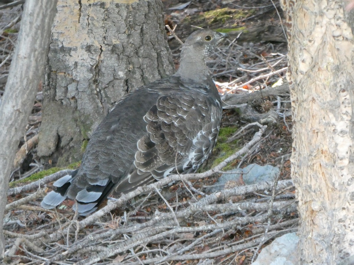 Dusky Grouse - ML622683815