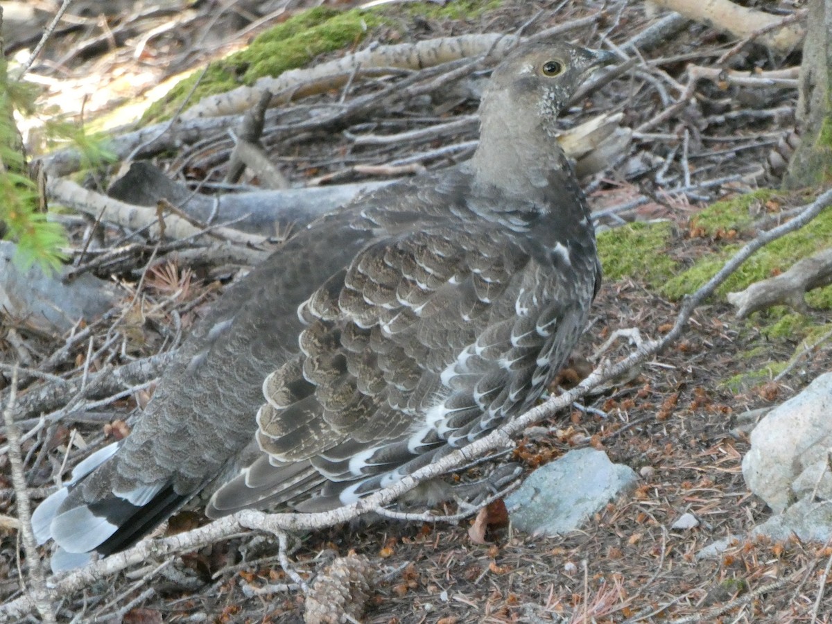 Dusky Grouse - ML622683816