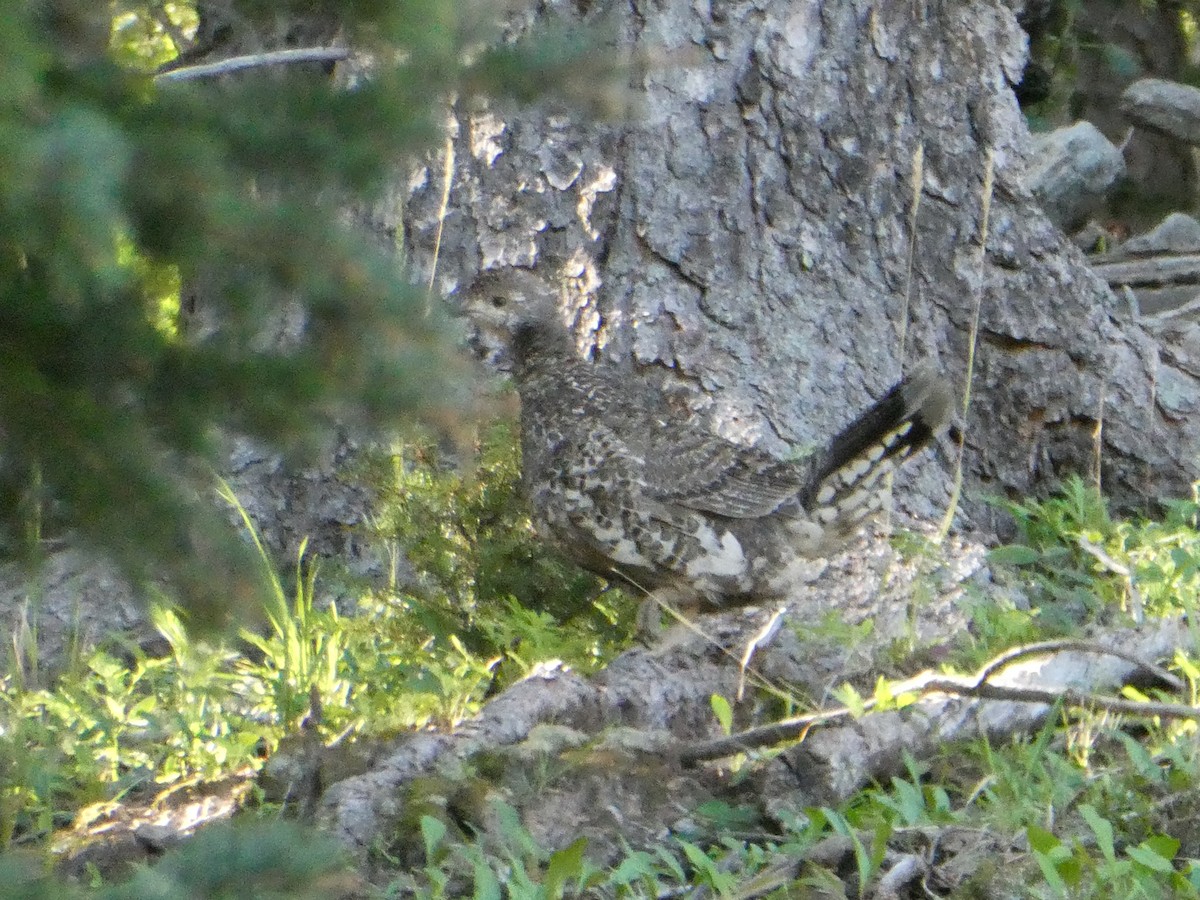 Dusky Grouse - ML622683831