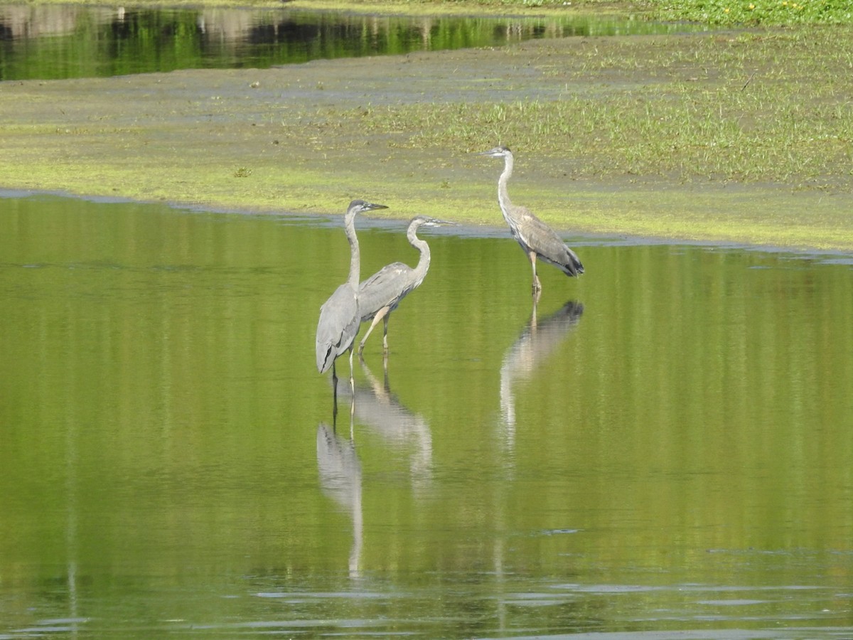 Great Blue Heron - ML622683848