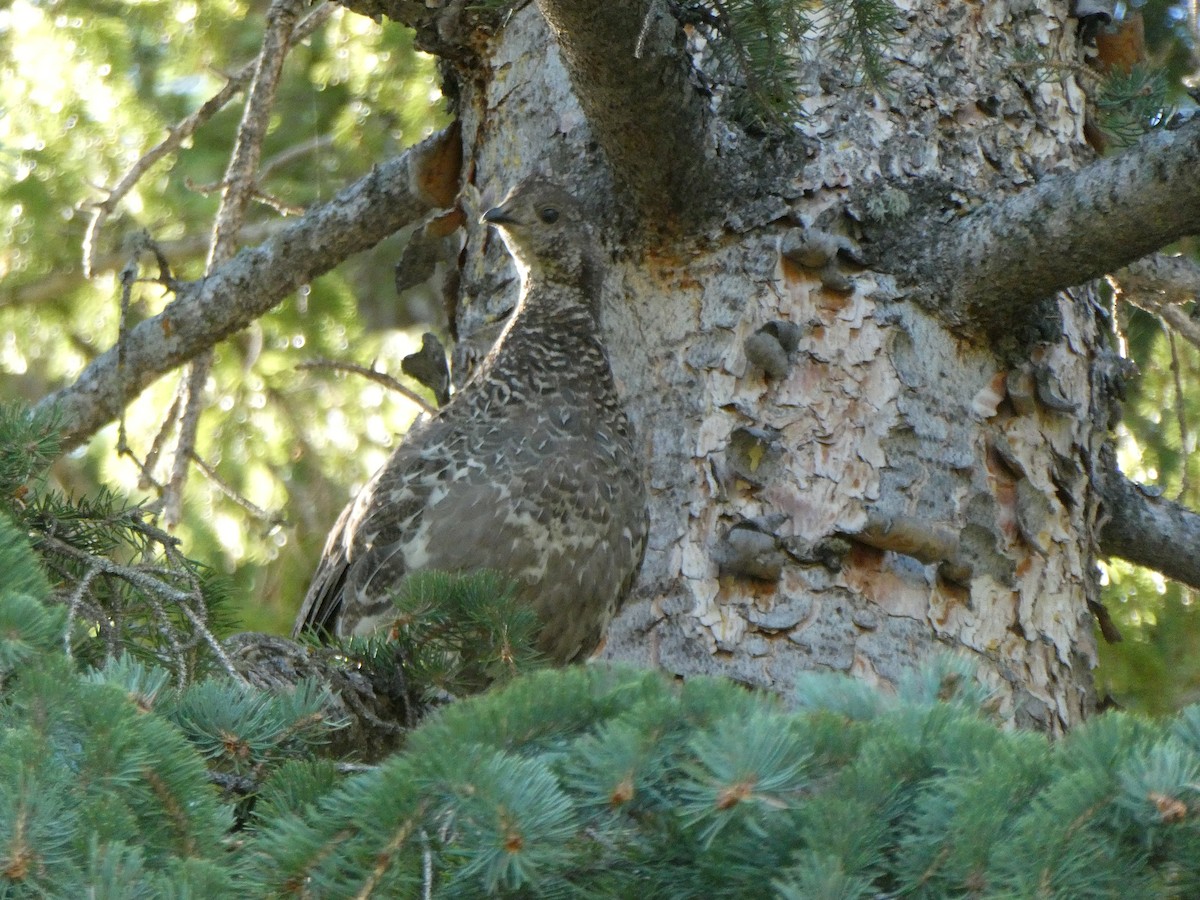 Dusky Grouse - ML622683865