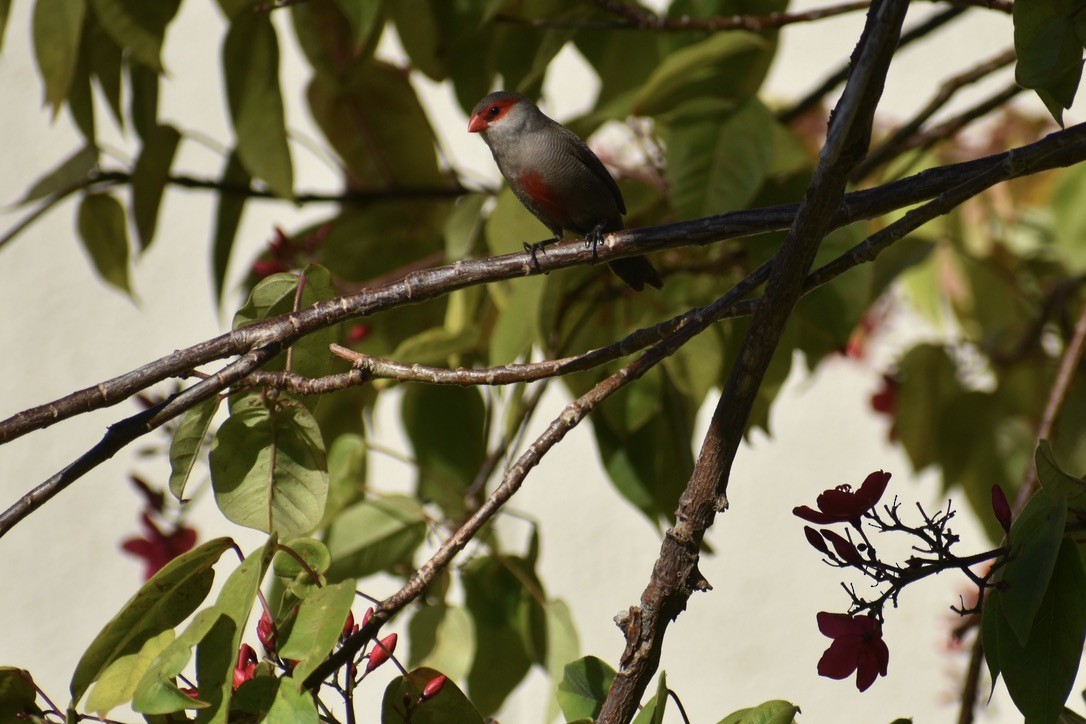 Common Waxbill - Ann Robben Dott