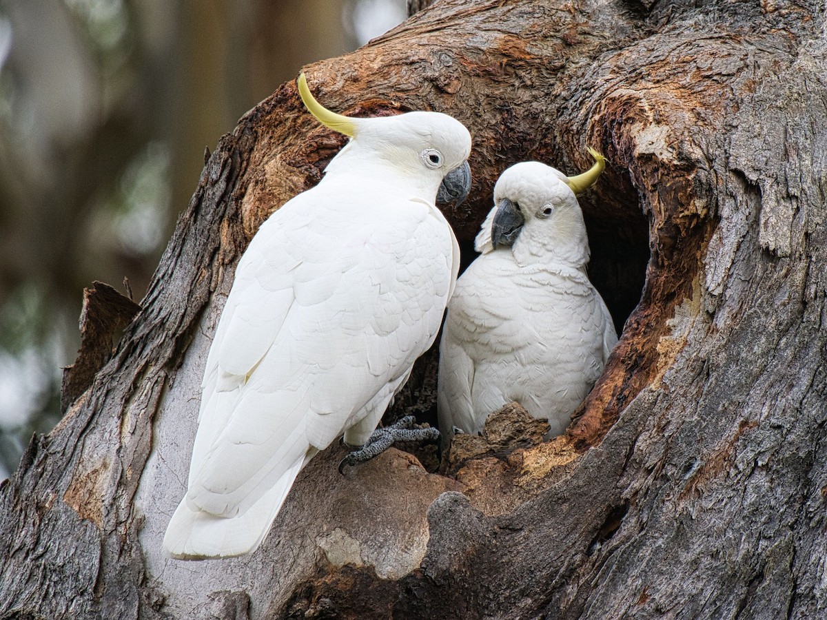 Sulphur-crested Cockatoo - ML622684042