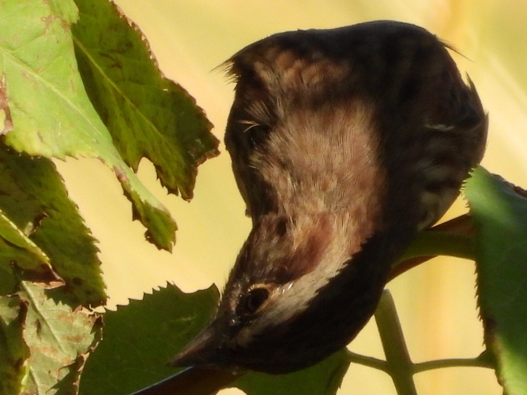 Song Sparrow - ML622684061