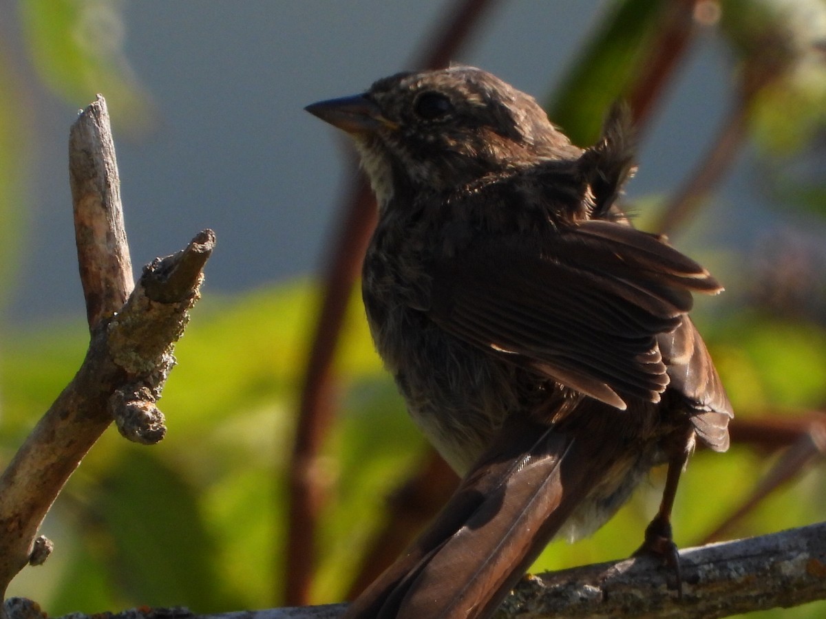 Song Sparrow - ML622684062