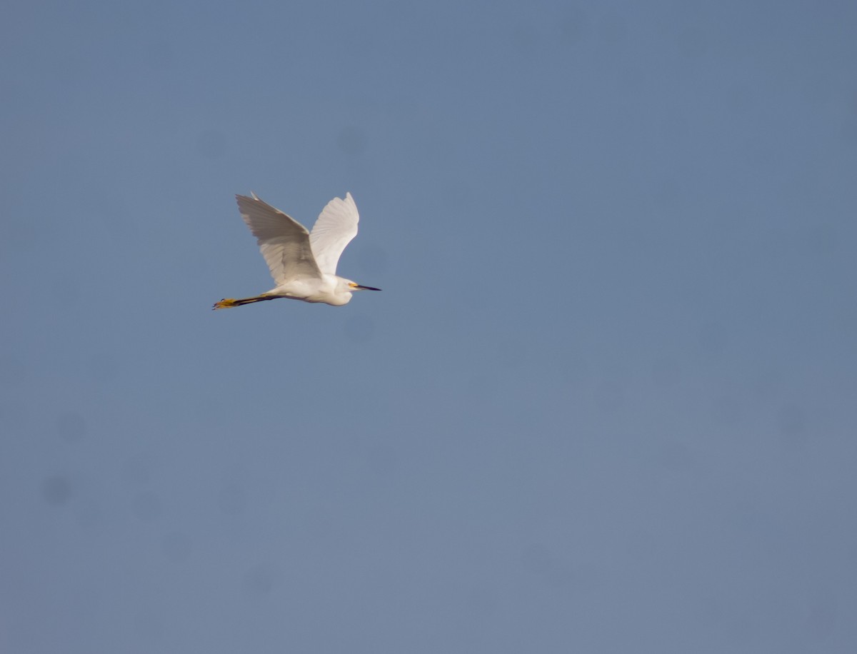 Snowy Egret - ML622684066