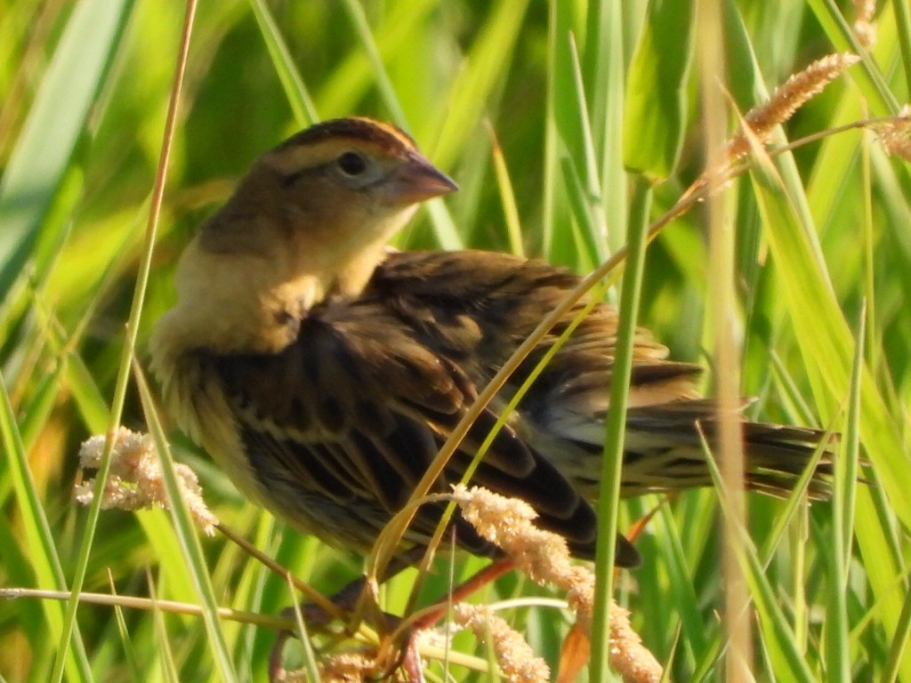 Bobolink - ML622684070