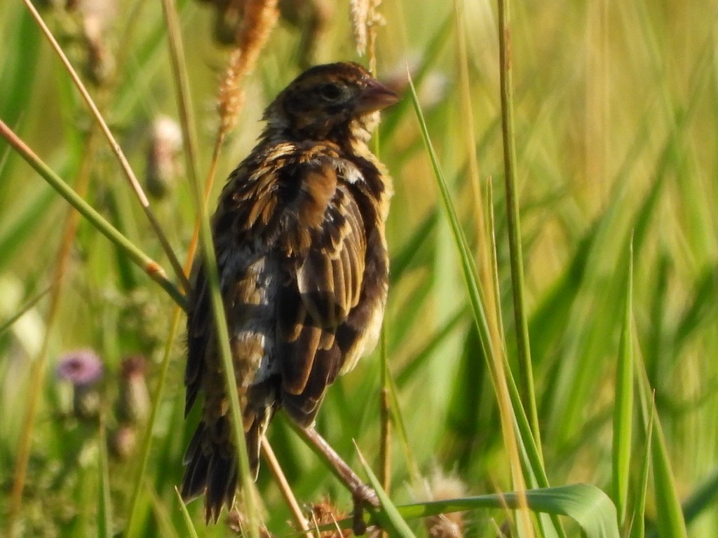 Bobolink - ML622684073