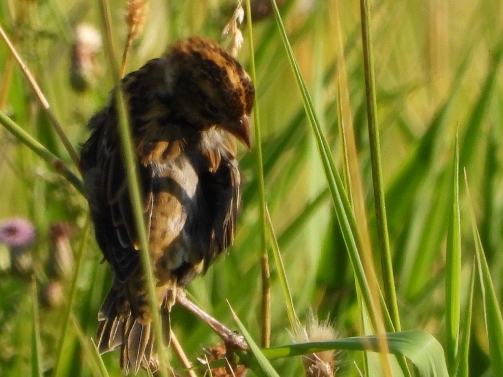 Bobolink - ML622684074