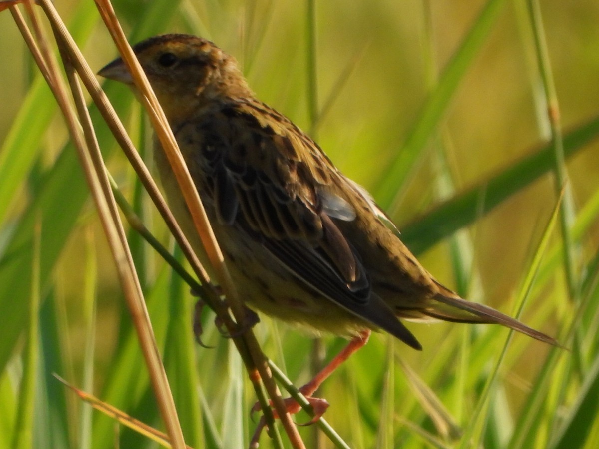 Bobolink - ML622684075