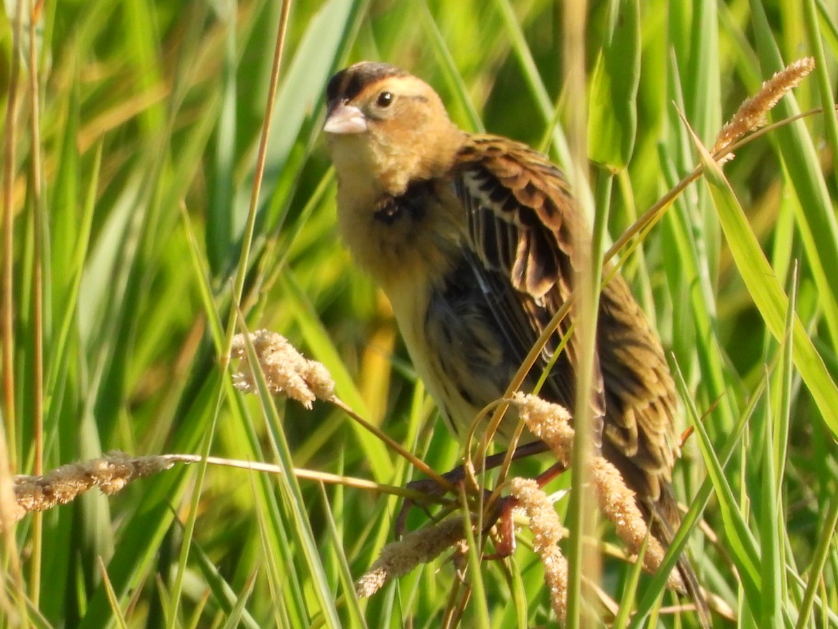 Bobolink - ML622684076