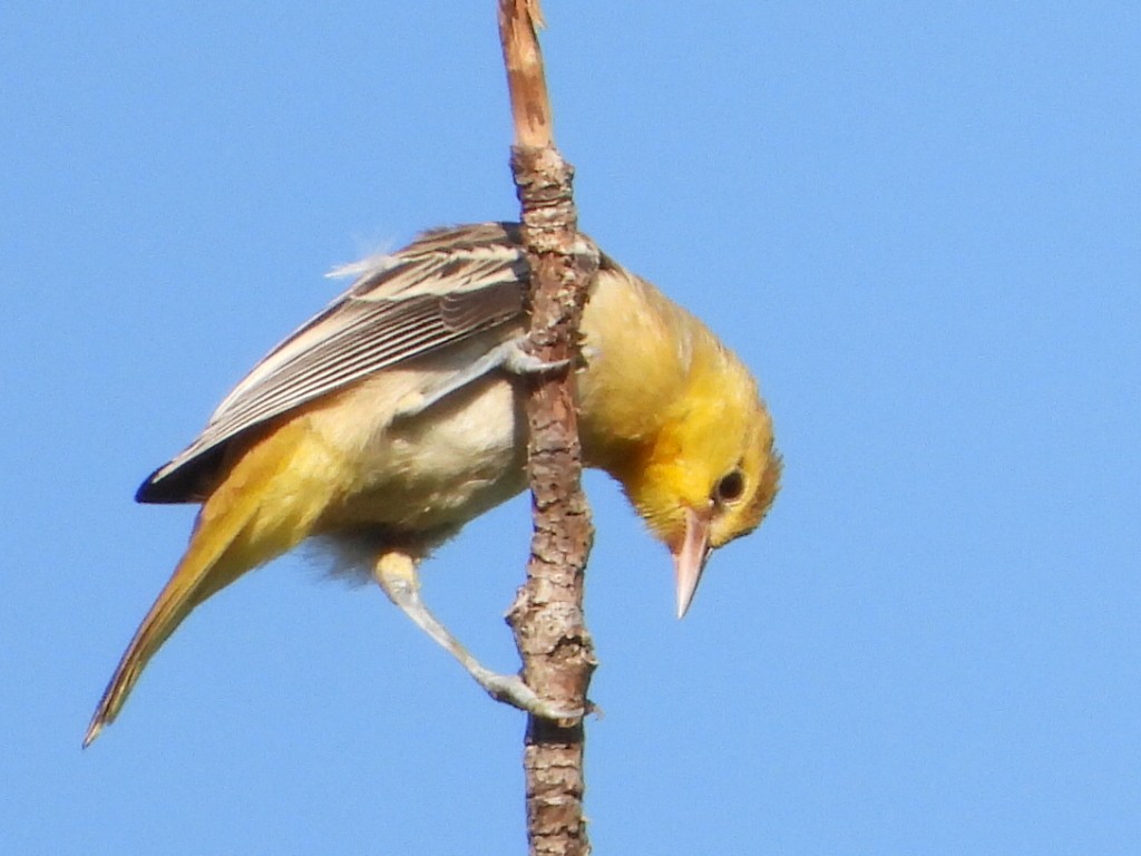 Bullock's Oriole - ML622684082