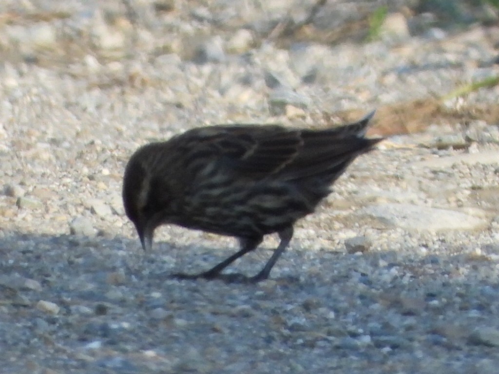 Red-winged Blackbird - ML622684086