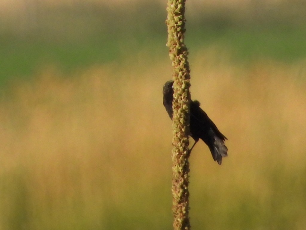 Red-winged Blackbird - ML622684087