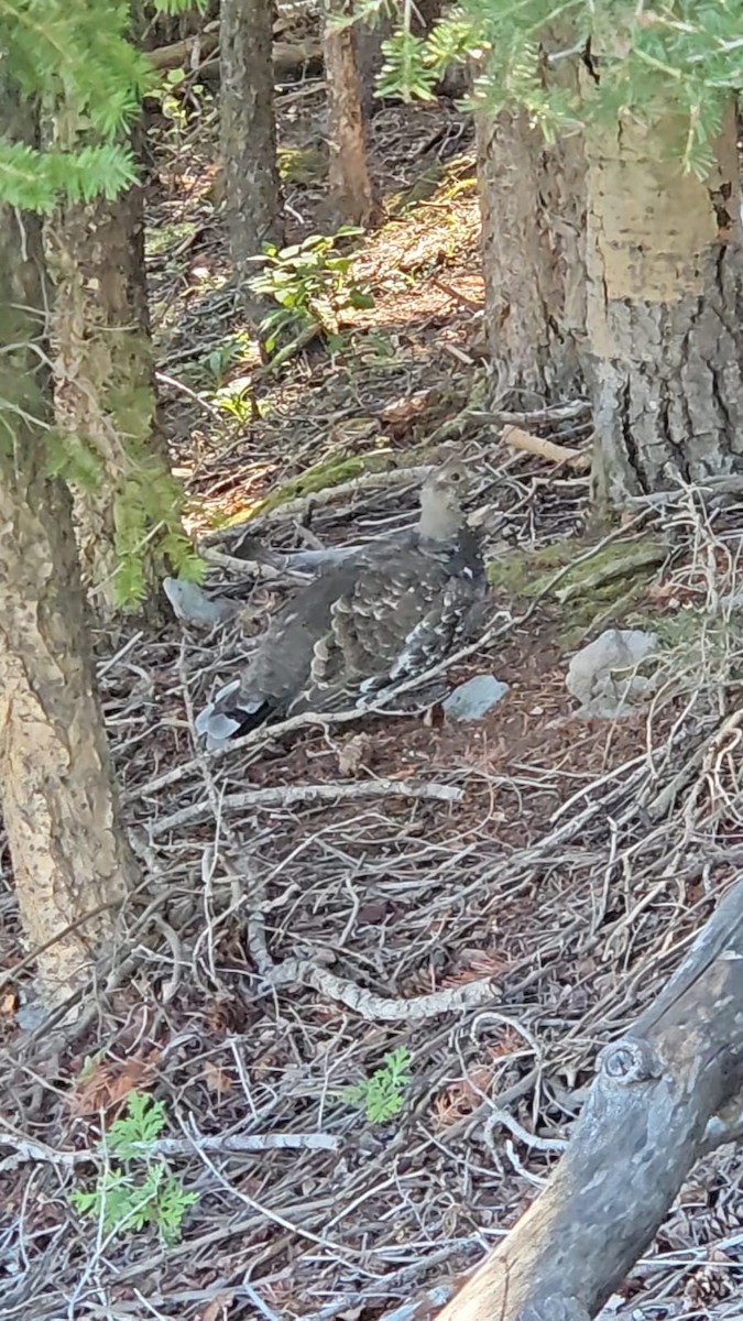 Dusky Grouse - ML622684090