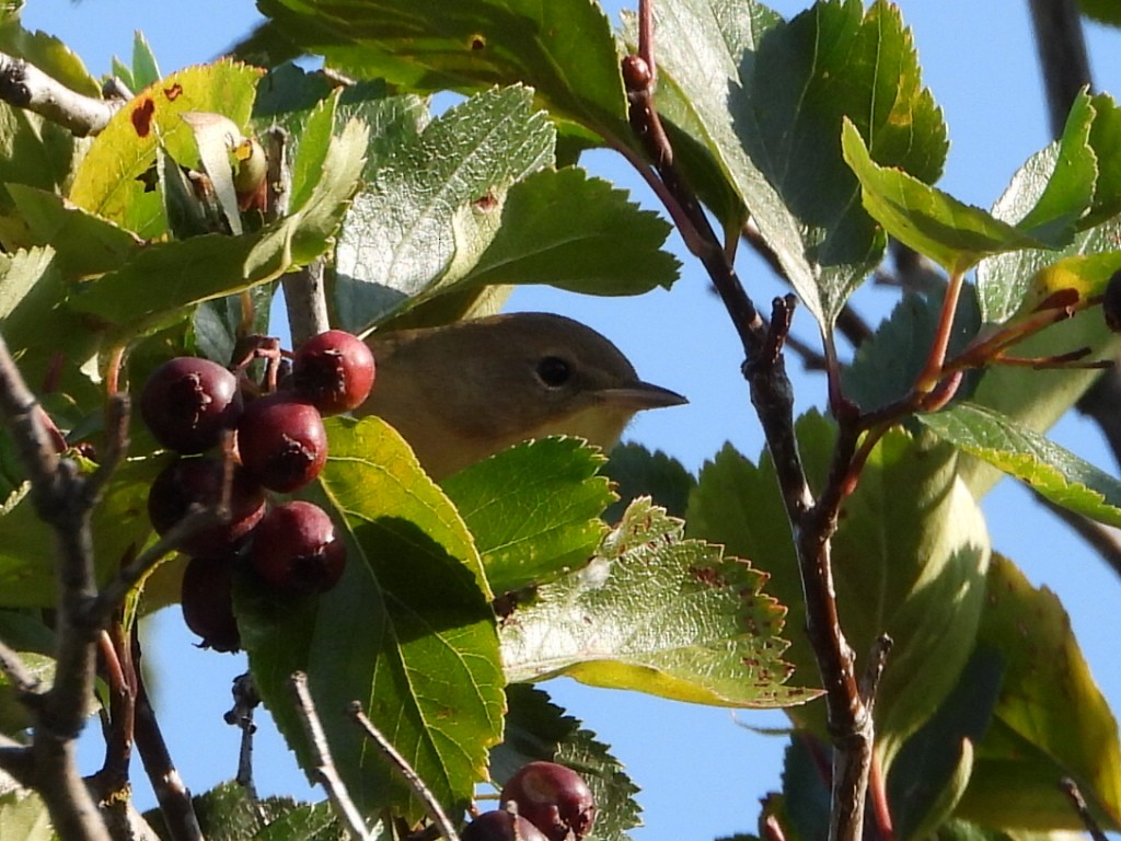 Nashville Warbler - ML622684093