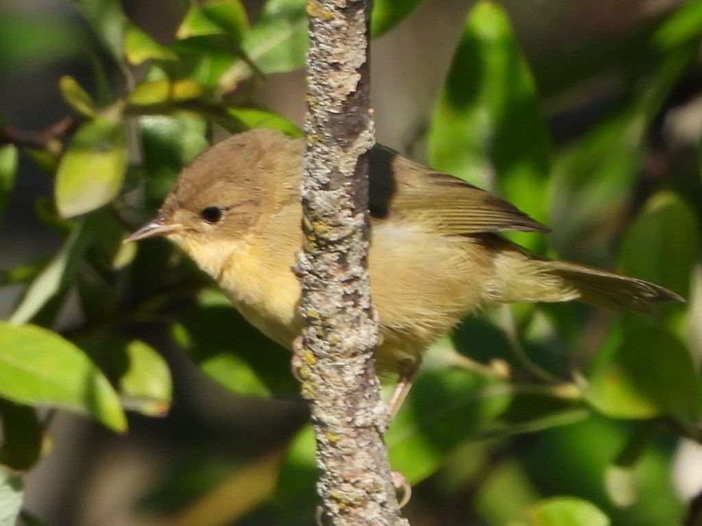 Common Yellowthroat - ML622684102